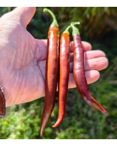 Cayenne Chocolate