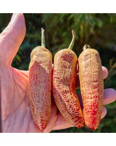 Jalapeno Farmer´s Market