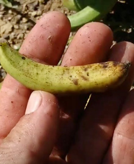 Monkey Finger Banana