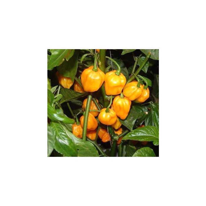 Habanero Big Sun