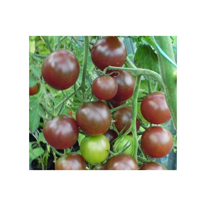 Körsbärstomat - Black Cherry