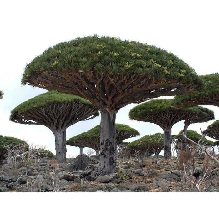 Drakblodsträd