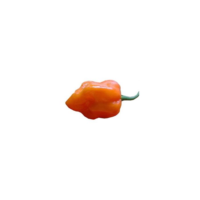 Habanero Pastel