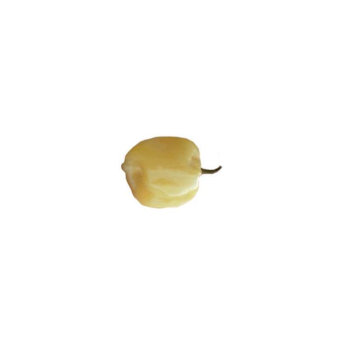 Habanero White Giant