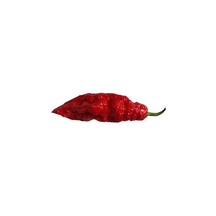 Jay´s Red Ghost Scorpion