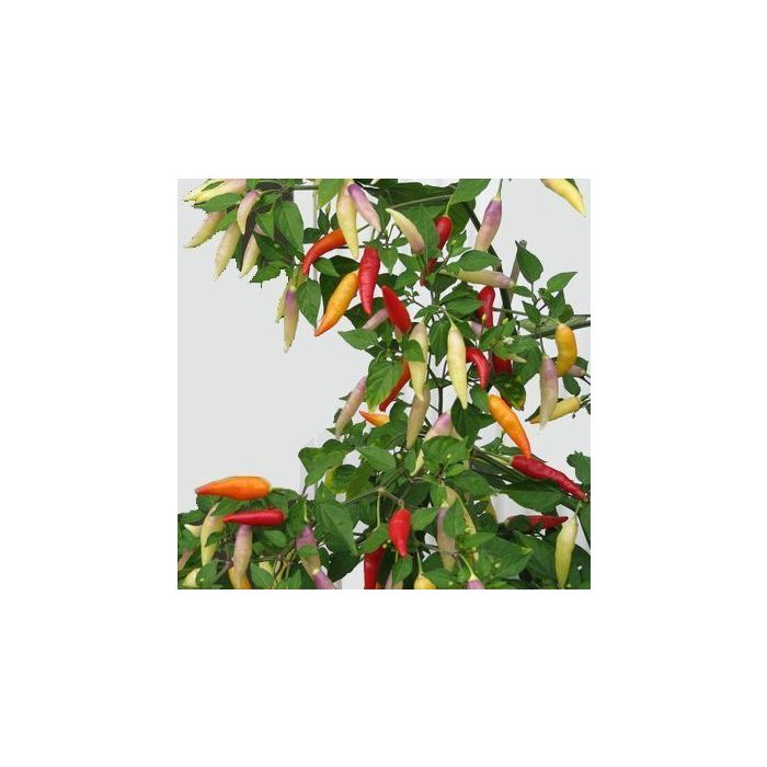 Aji Omnicolor