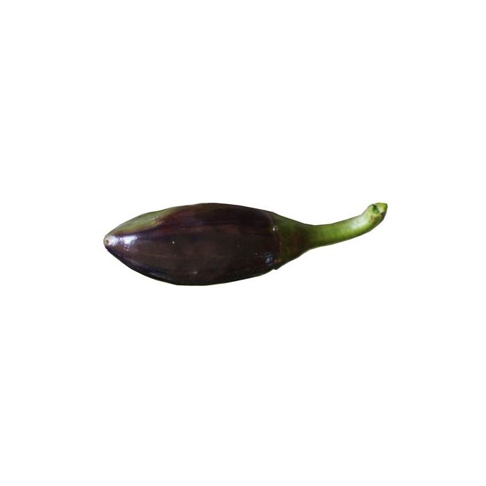 Serrano Purple