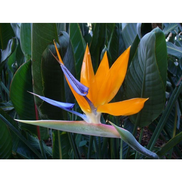 Papegojblomma