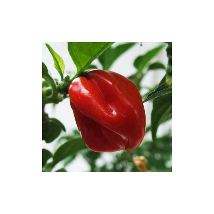 Habanero Vietnam