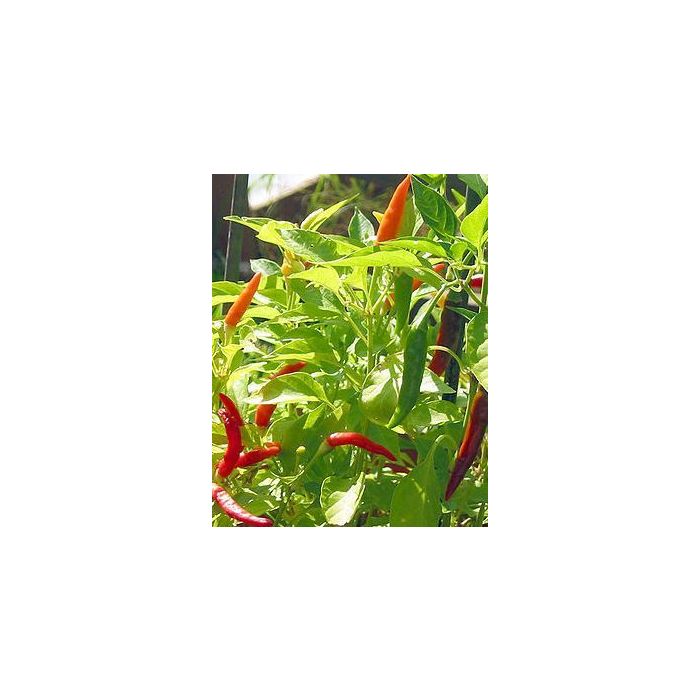 African Red Devil - Piri Piri