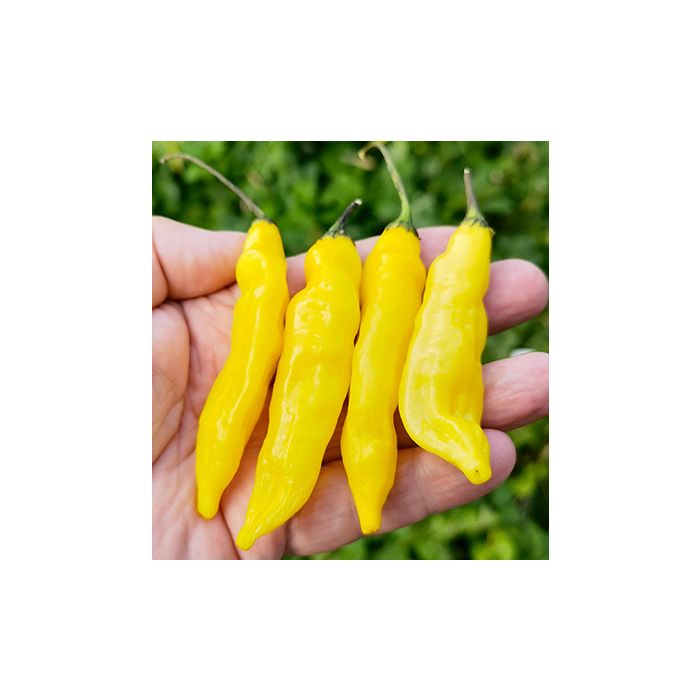 Aji Pineapple