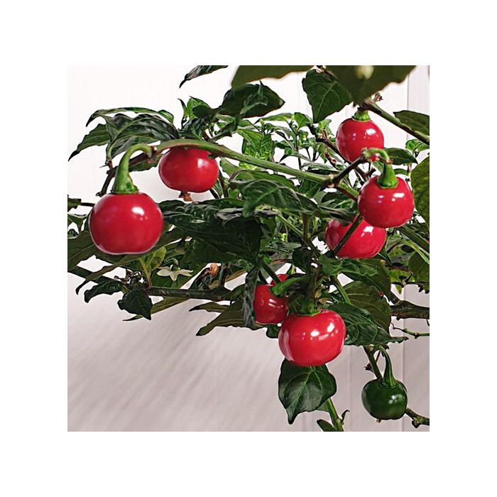 Aji Cochabamba Hot