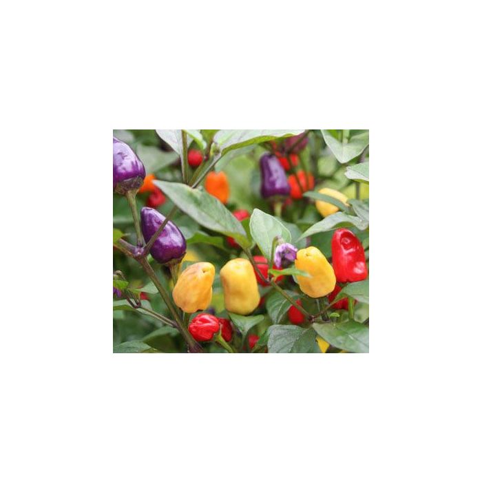 Aji De Jardin