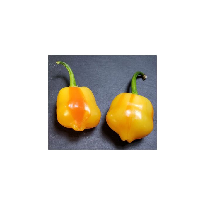 Aji Fantasy Stripey