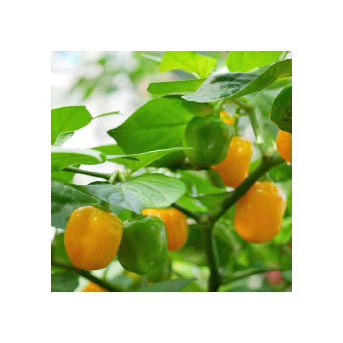 Aji Jobito