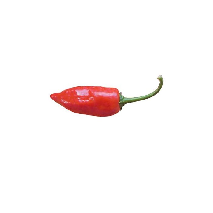 Aji Norteno