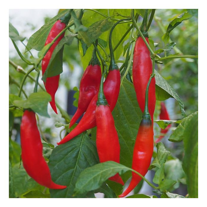 Aji Rojo