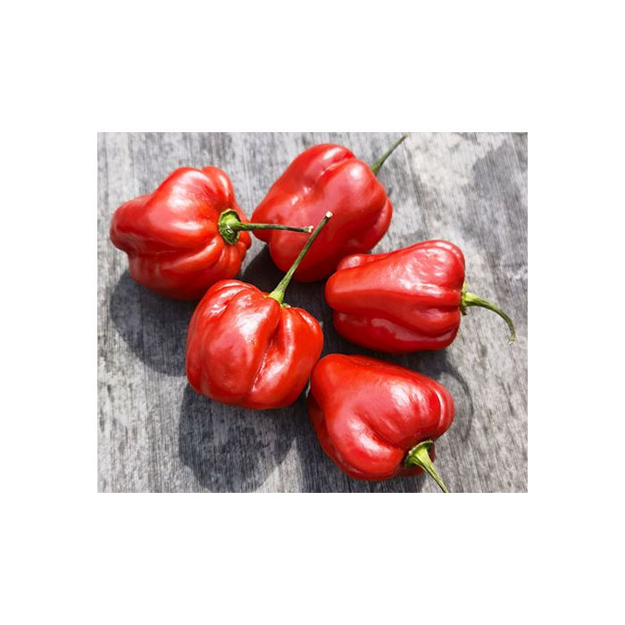 Aji Umba Red