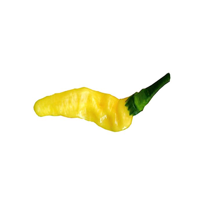 Aribibi Gusano King Size