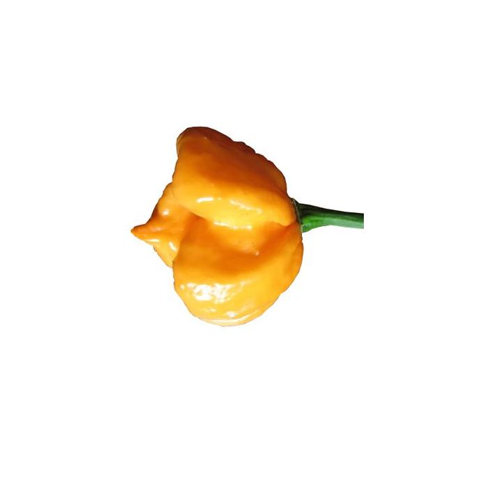 Bahamian Goat Pepper