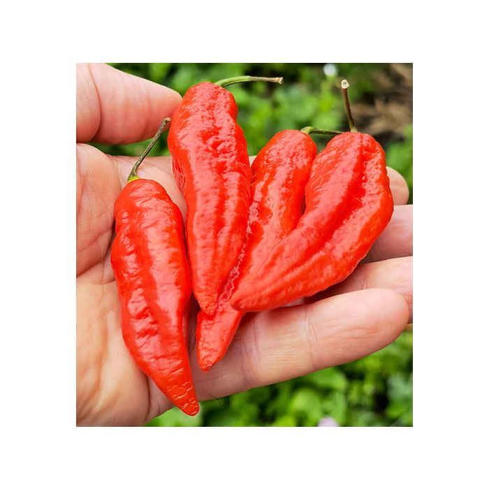Bhut Jolokia