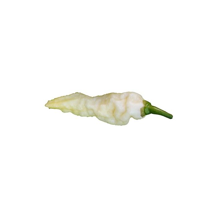 Bhut Jolokia White JW