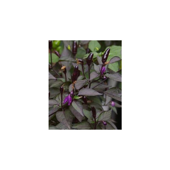 Royal Black