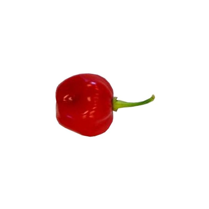 Bolivian Red