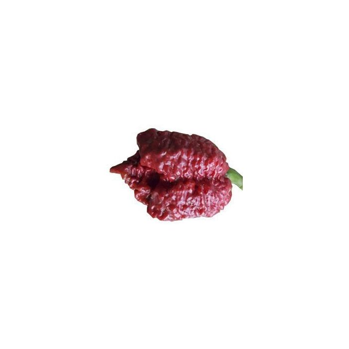 Borg 9 Chocolate