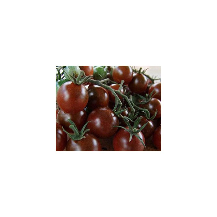 Körsbärstomat - Brown Berry