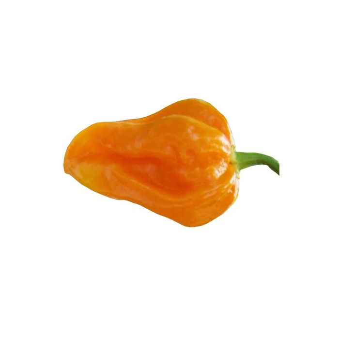Burkina Scotch Yellow