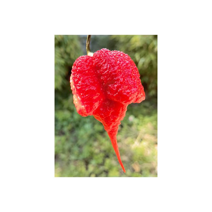 Carolina Reaper