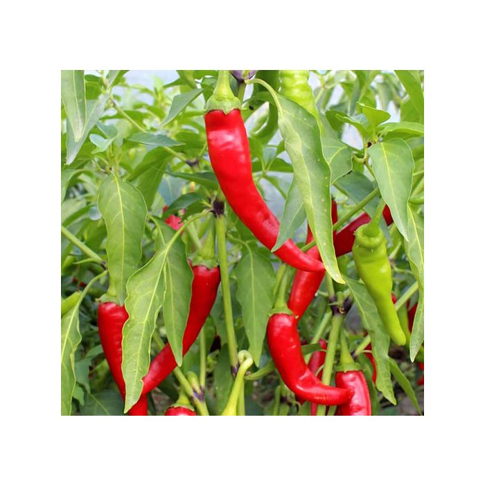Cariño Caliente
