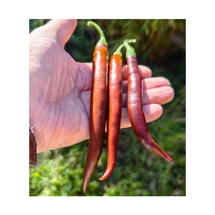 Cayenne Chocolate