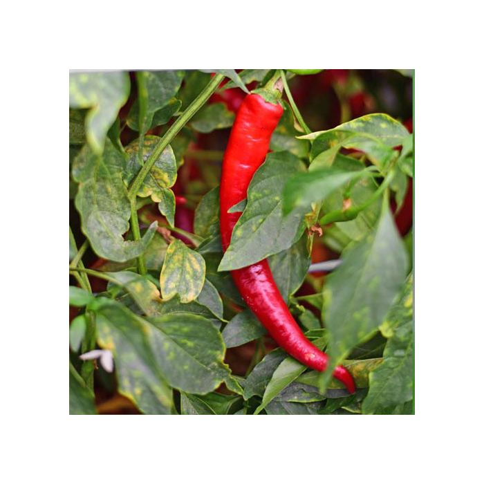 Cayenne Fogaras
