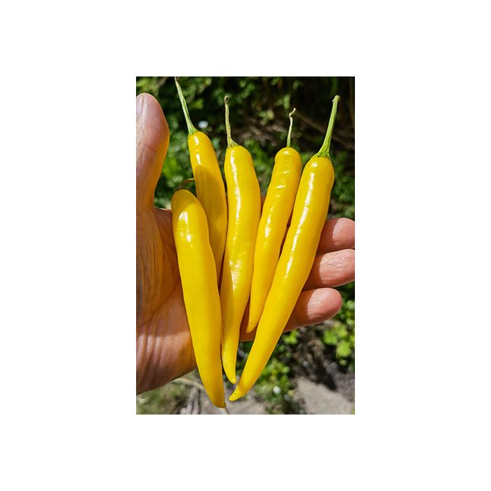 Cayenne Yellow