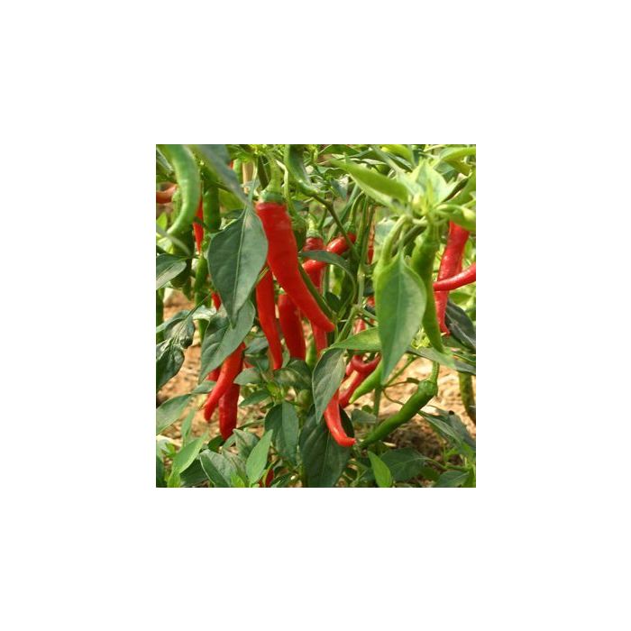 Cayenne Thick