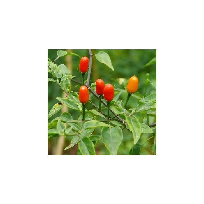 Chacoense