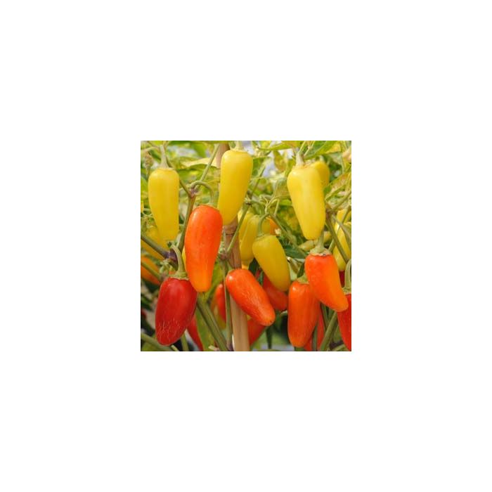 Jalapeno Numex Pinata