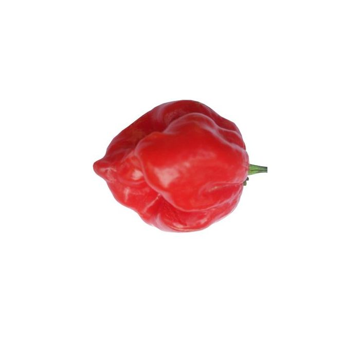 Trinidad Congo Red