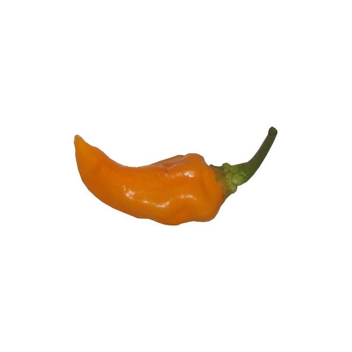 Datil