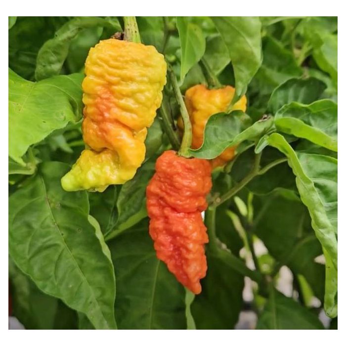 Death Spiral Pepper