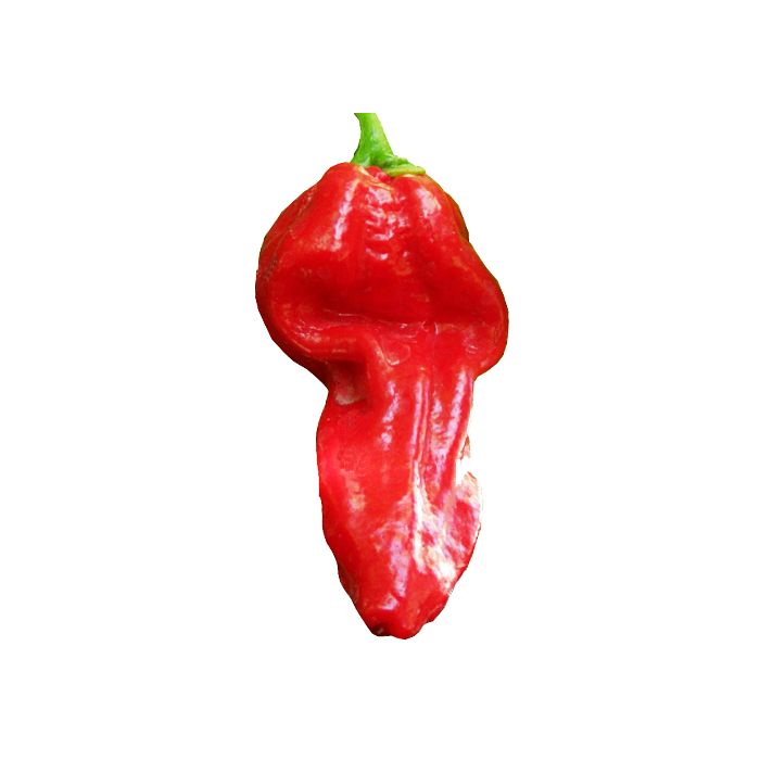 Devil´s Tongue Red