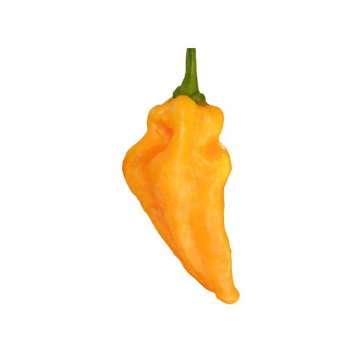 Devil´s Tongue Yellow