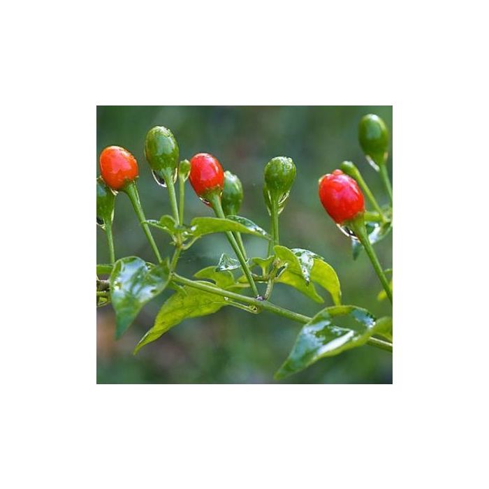 Dwarf Chiltepin
