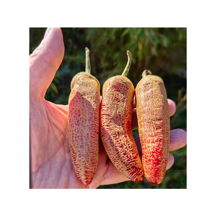 Jalapeno Farmer´s Market