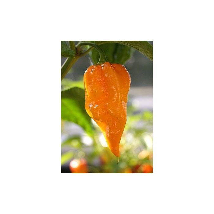 Fatalii
