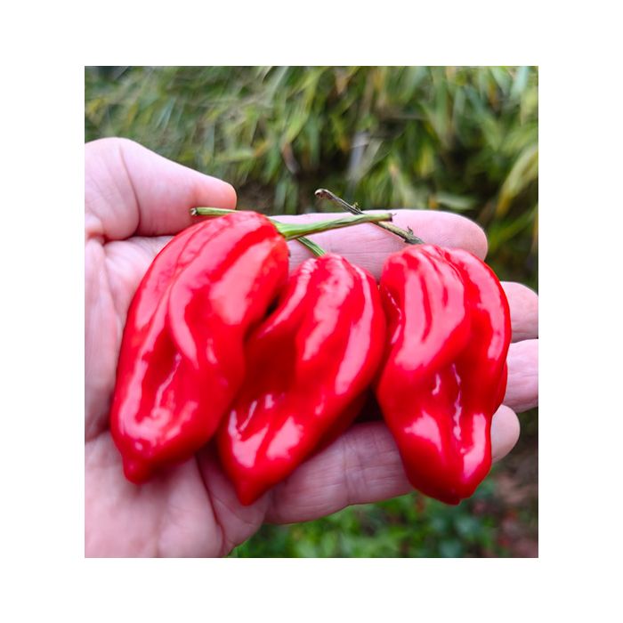 Guadalupe Red