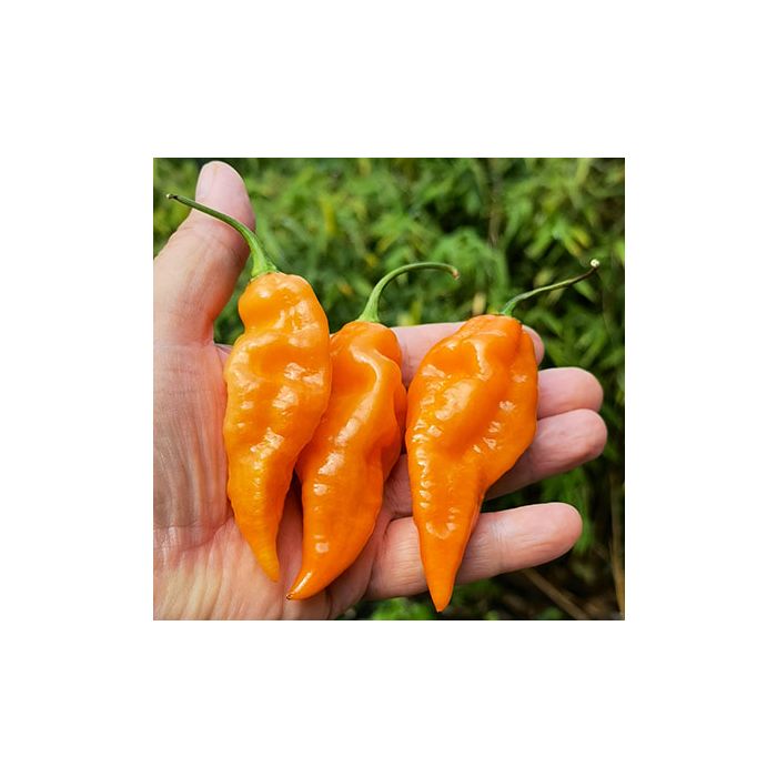 Habanada