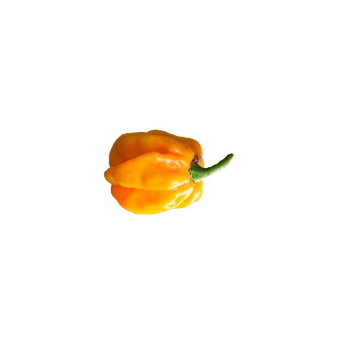 Habanero Yellow